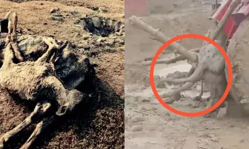 Hardoi News: कृष्‍ण भक्‍त रसखान की धरती हरदोई में गाय के हाल बेहाल, घोटालों के बीच घुटते मरते मवेशियों का जवाबदार कौन?