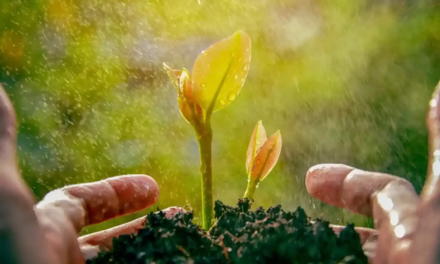 Plant Care in Monsoon: मानसून में पौधों को हेल्दी रखने के लिए फॉलो करें ये टिप्स