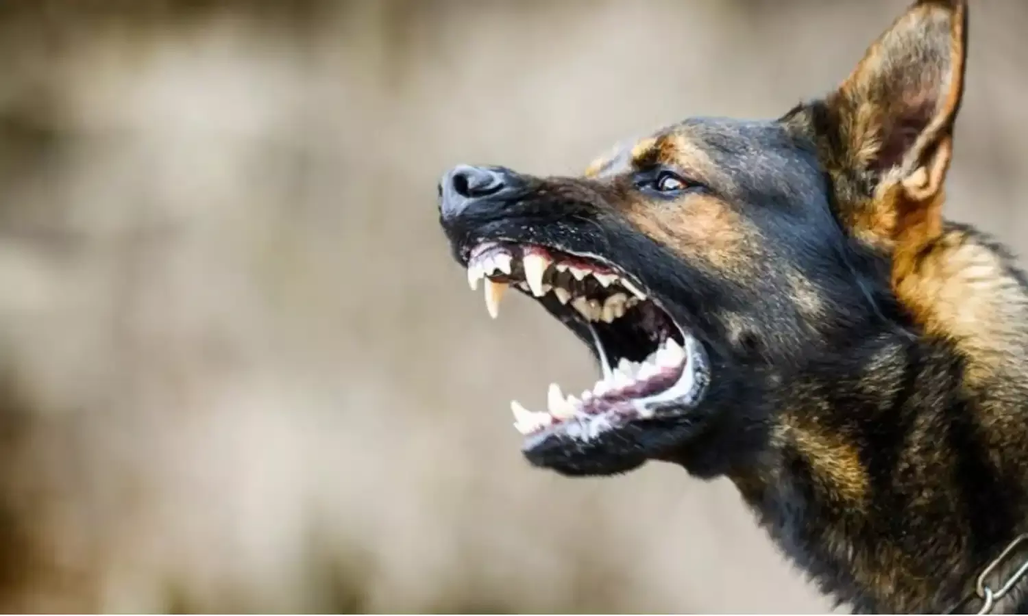 Morena News: बारिश का मौसम शुरू होते ही कुत्तों का बिगड़ रहा मानसिक संतुलन, मुरैना में 9 साल के बच्चे पर किया हमला