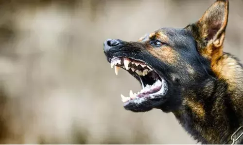 Morena News: बारिश का मौसम शुरू होते ही कुत्तों का बिगड़ रहा मानसिक संतुलन, मुरैना में 9 साल के बच्चे पर किया हमला