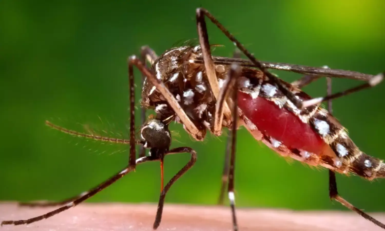 West Nile virus: कोरोना के बाद अब इस वायरस का भारत में बढ़ रहा प्रकोप, सबसे ज्यादा केरल राज्य प्रभावित West Nile virus: कोरोना के बाद अब इस वायरस का भारत में बढ़ रहा प्रकोप, सबसे ज्यादा केरल राज्य प्रभावित