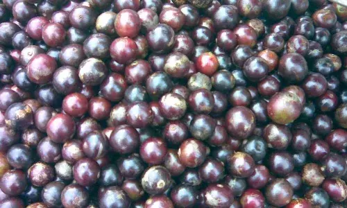 लुप्तप्राय हो रहे पूर्वांचल के पनियाले को मिलेगा पुनर्जीवन…