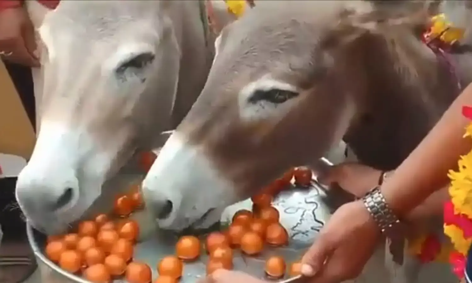 MP: अंधविश्वास में मूर्खता की सीमा पार, मंदसौर में अच्छी बारिश के लिए गधों को खिलाया गया गुलाब जामुन MP: अंधविश्वास में मूर्खता की सीमा पार, मंदसौर में अच्छी बारिश के लिए गधों को खिलाया गया गुलाब जामुन