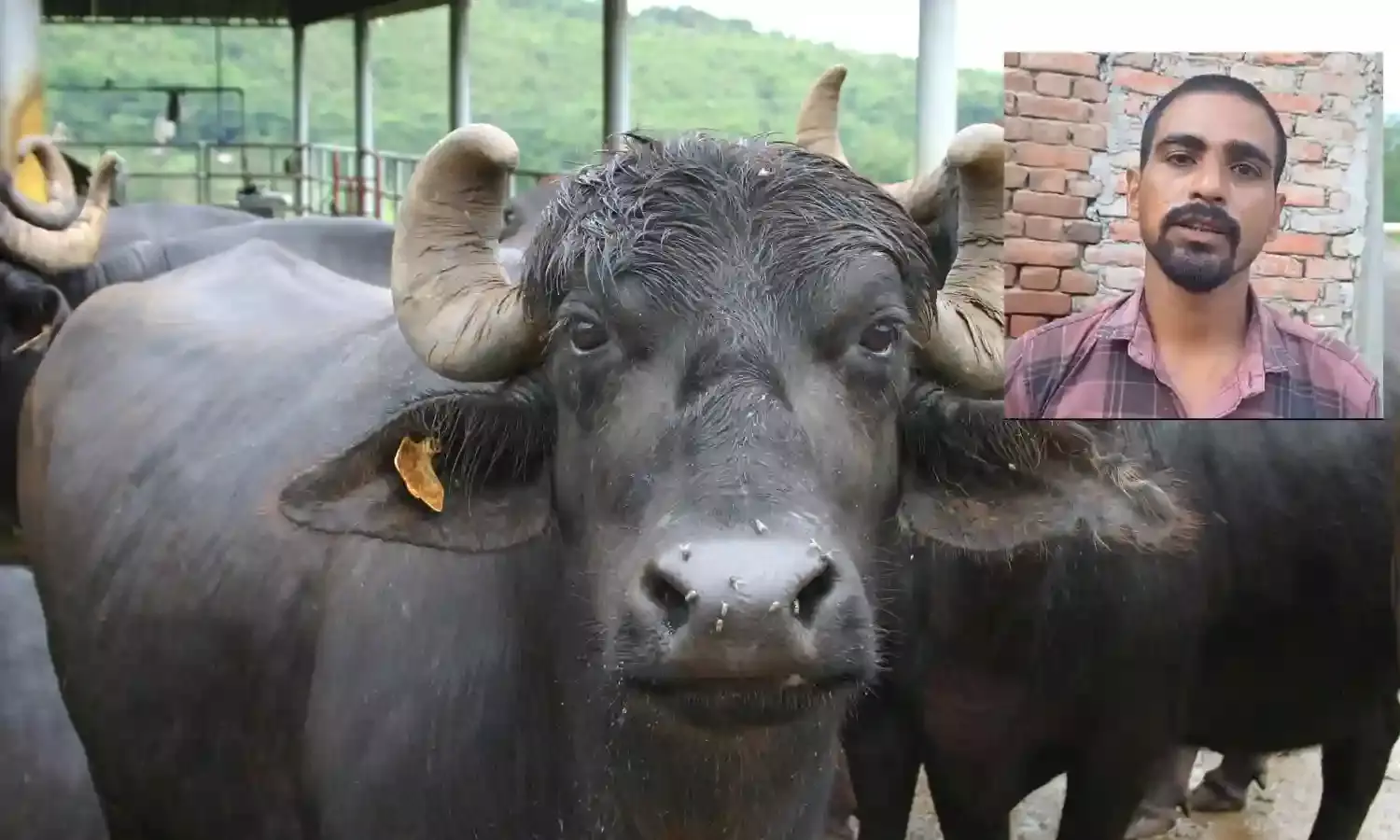 पूर्व विधायक के मायके में कपिला आहार खाके मारी गईं 7 भैंस, कछौना में केस दर्ज