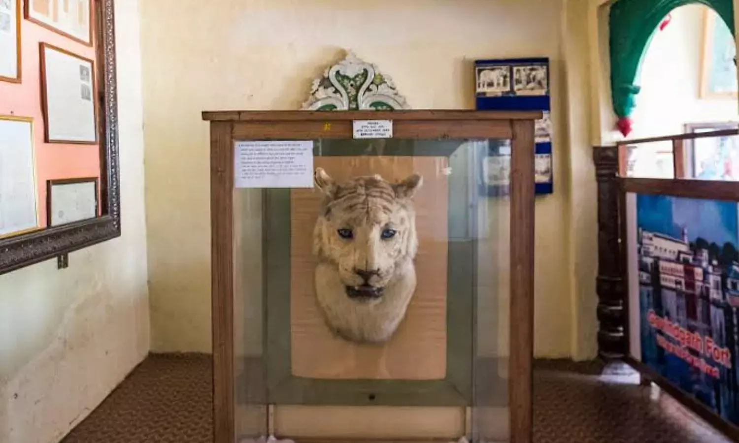 White Tiger: दुनिया का सबसे पहला सफेद बाघ मोहन, रविवार को मांस से रखता था दूरी, पीता बस दूध