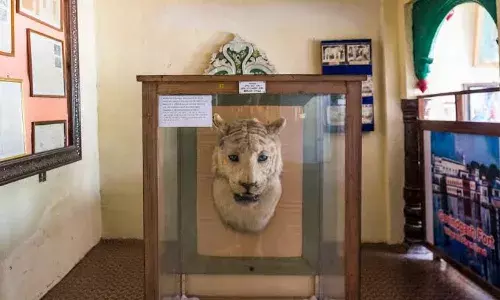 White Tiger: दुनिया का सबसे पहला सफेद बाघ मोहन, रविवार को मांस से रखता था दूरी, पीता बस दूध