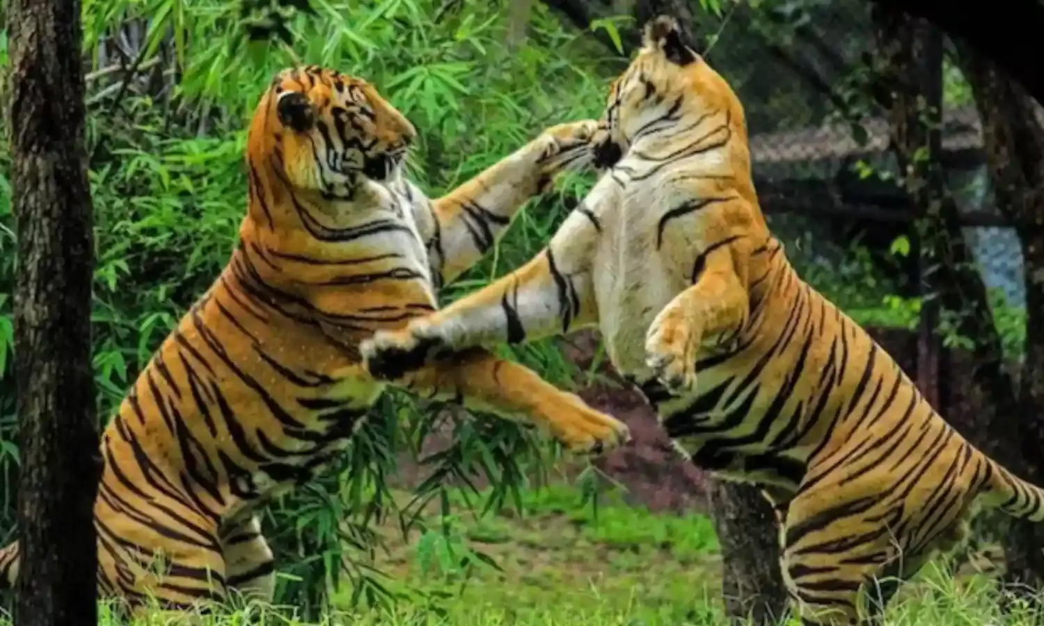 MP में बनेंगे नए Tiger रिजर्व, जहां बाघ नहीं वहां भी मध्यप्रदेश पहुंचाएगा टाइगर