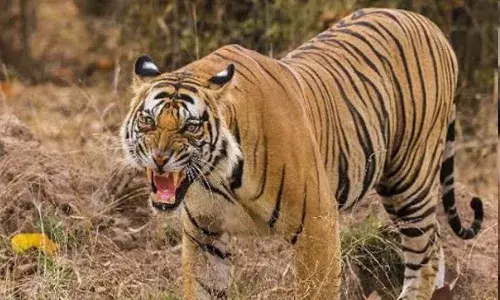 International Tiger Day 2024: आज दुनिया भर में मनाया जा रहा है विश्व बाघ दिवस, जानिए इस बार की थीम और इतिहास