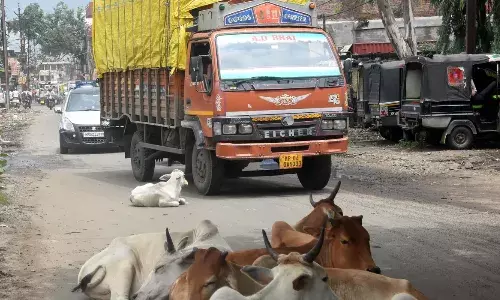 BHOPAL NEWS: भोपाल में आवारा पशुओं के लिए बढ़ा खतरा, मानसून के कारण दुर्घटनाओं में वृद्धि, हर दिन इतने पशुओं की हो रही है मौत