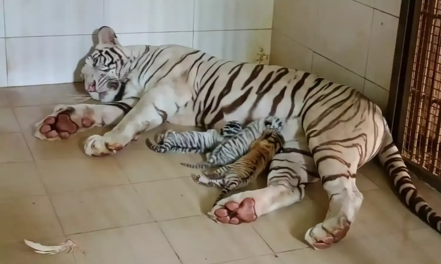 Gwalior: बाघिन मीरा ने 3 शावकों को दिया जन्म, अब संख्या पहुंची इतने के करीब