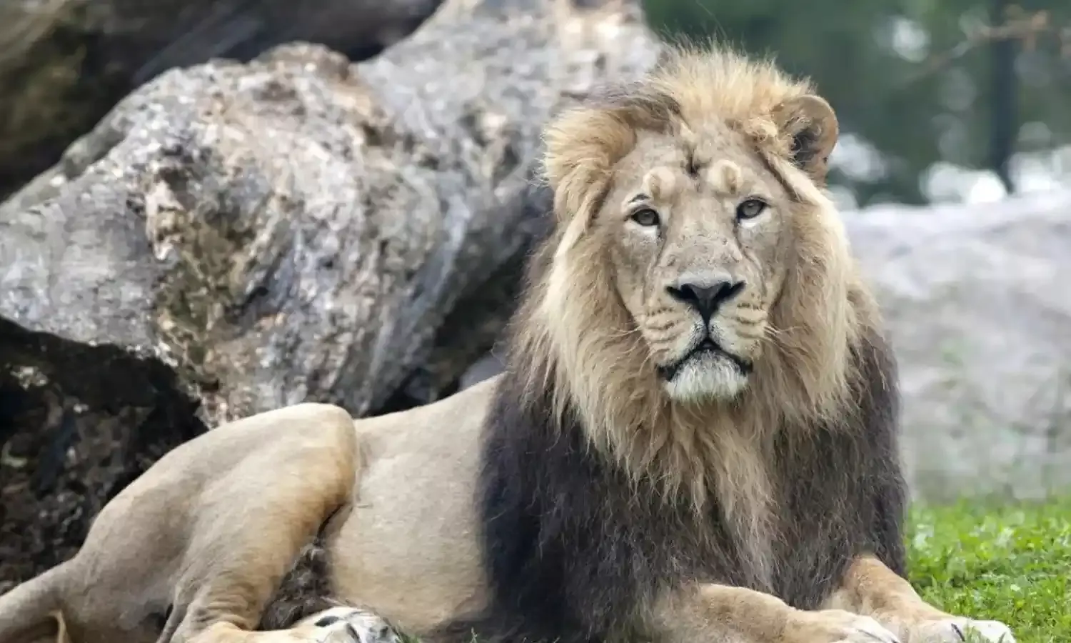 BHOPAL NEWS: वन विहार में जल्द होगी एशियाई शेरों की मौजूदगी, एनिमल एक्सचेंज प्रोग्राम के तहत मिली मंजूरी