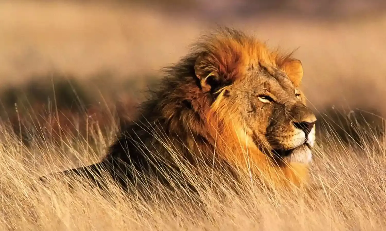 World Lion Day: शेरों की सुरक्षा और उनके जीवन के महत्व को समझने का महत्वपूर्ण दिन
