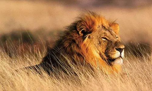 World Lion Day: शेरों की सुरक्षा और उनके जीवन के महत्व को समझने का महत्वपूर्ण दिन