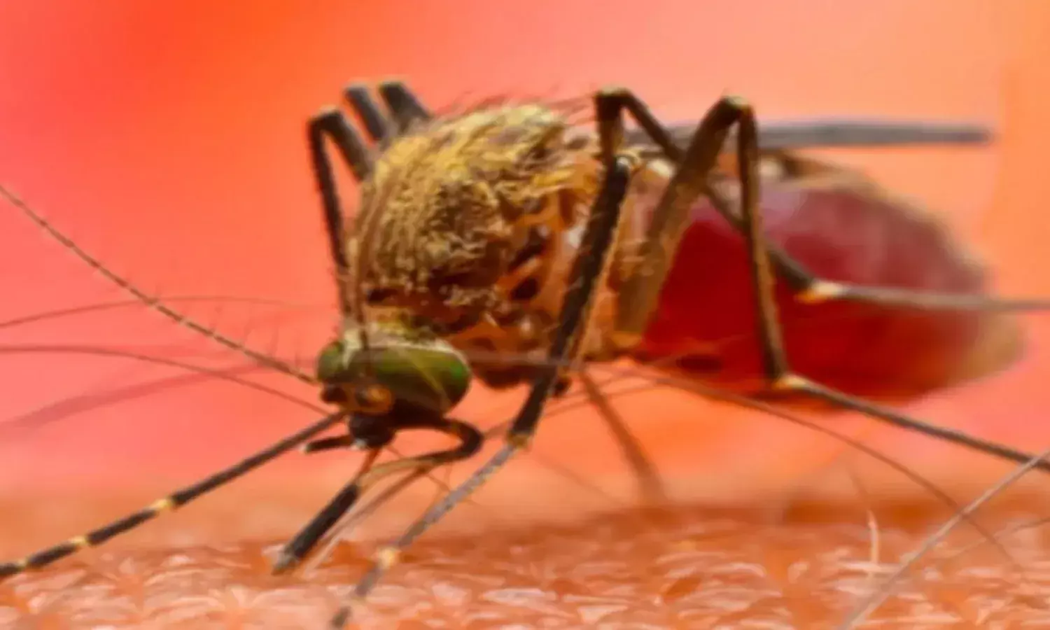 बरसात में मच्छर के काटने से हो रही डेंगू जैसी खतरनाक बीमारियां, जानिए इससे कैसे करें बचाव