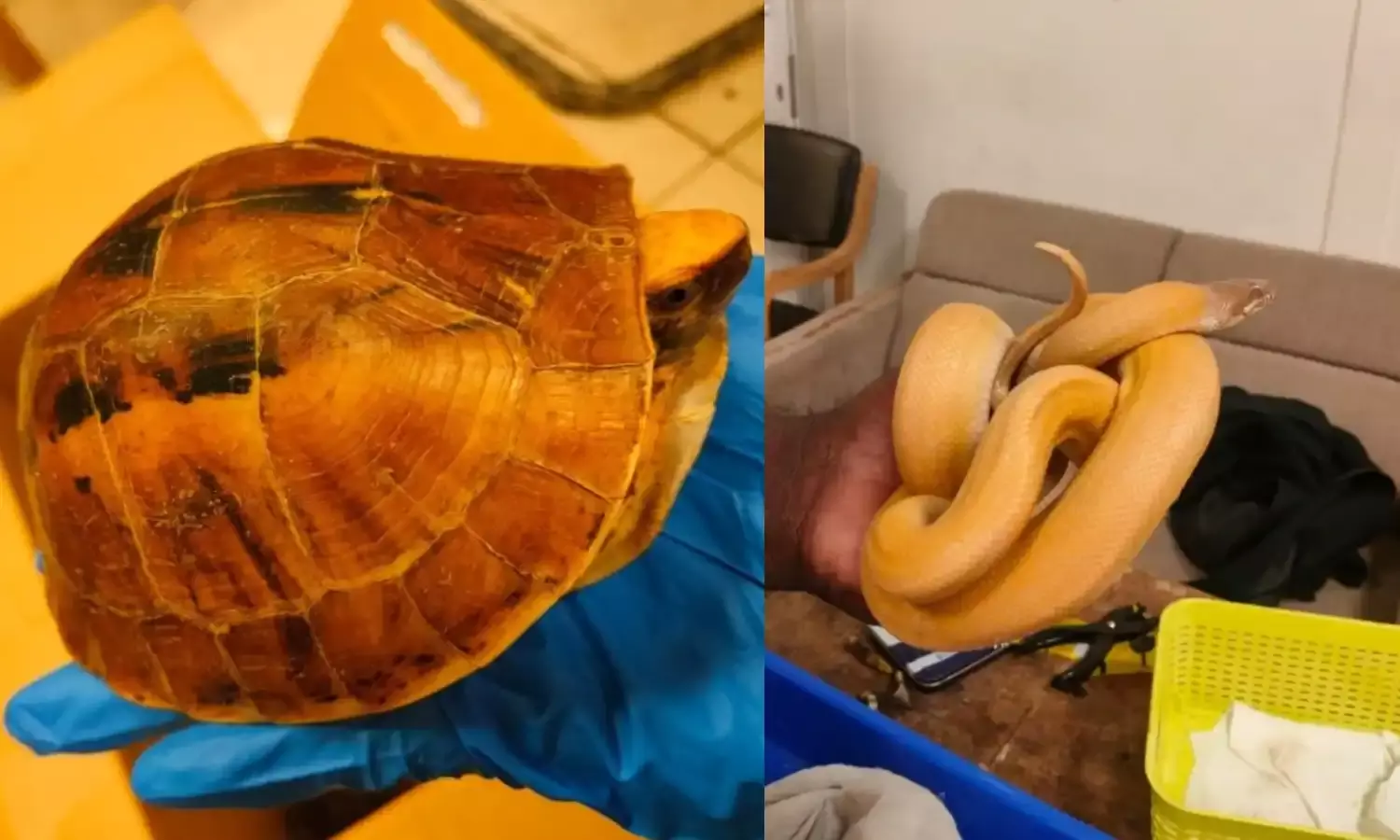 चेन्नई एयरपोर्ट पर पकड़ाया थाईलैंड का यात्री, दुर्लभ जानवरों का हो रहा था व्यापार