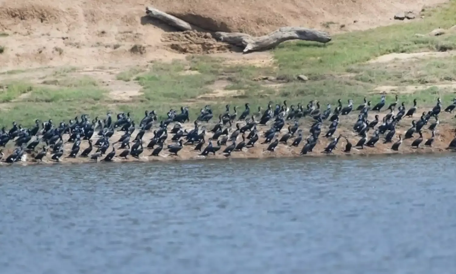 MP का तवा जलाशय अब आद्रभूमि, जानिए भारत में कितनी है रामसर साइट