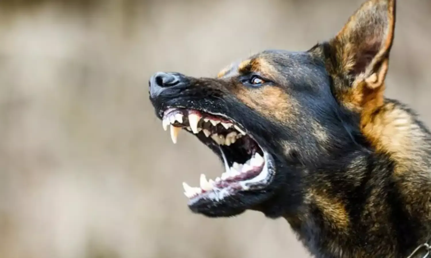 सागर के एक व्यक्ति ने खाया कच्चा मांस तो उसे कुत्ते ने काटा, फिर उसने कई लोगों काटा, जानिए पूरा मामला