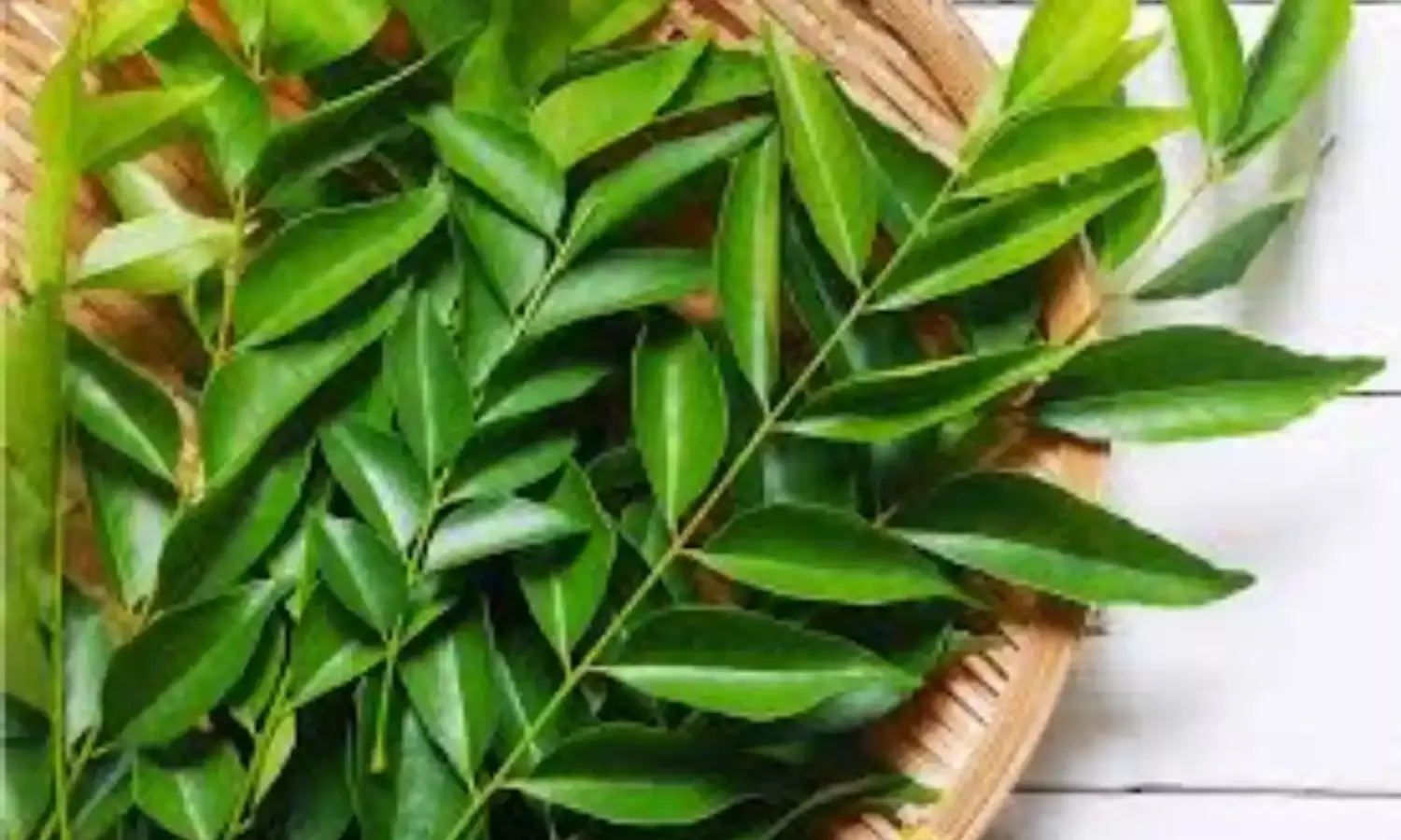 करी पत्ता आपके स्वास्थ्य के लिए एक प्राकृतिक वरदान करी पत्ता आपके स्वास्थ्य के लिए एक प्राकृतिक वरदान