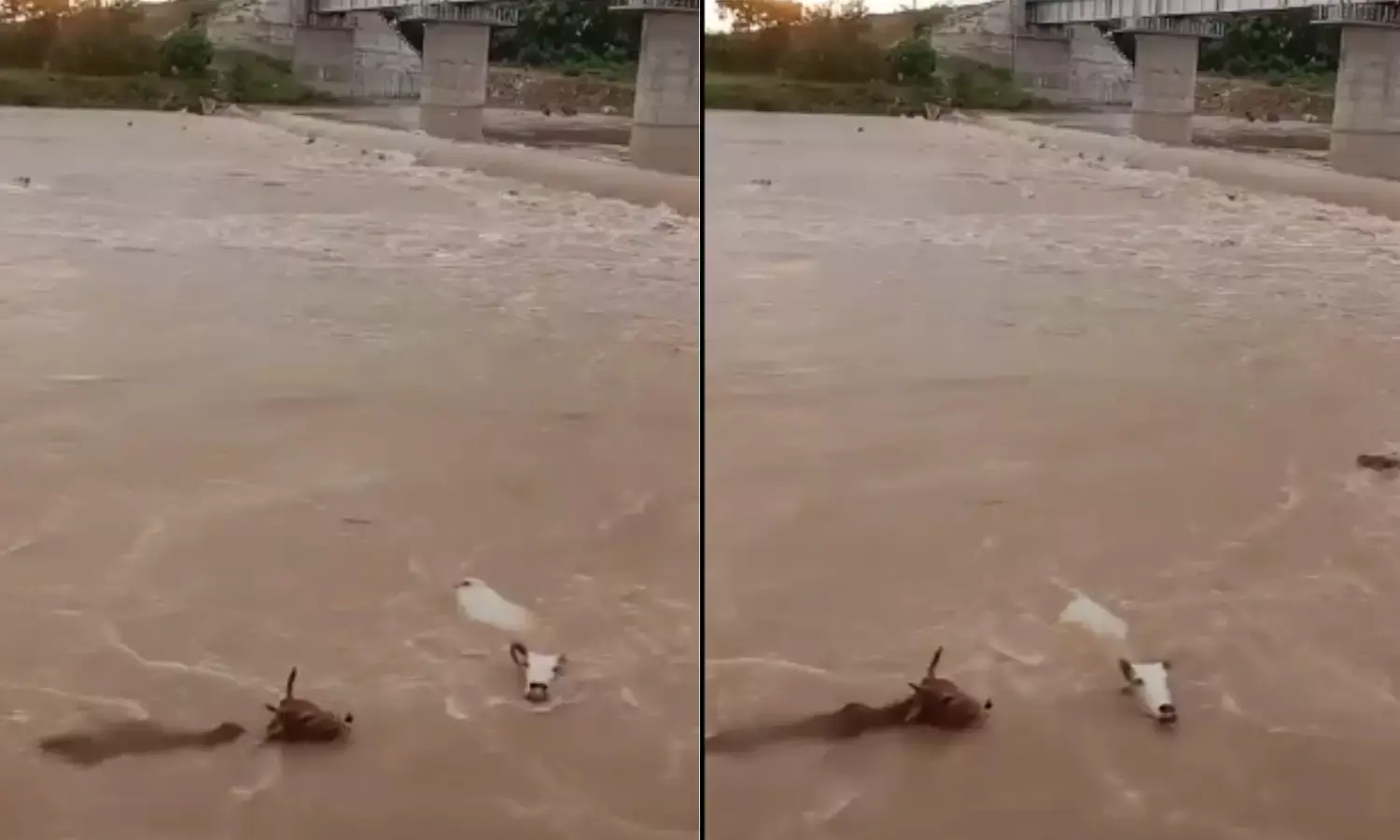 गोवंश को नदी में फेंका, 20 की मौत, पुलिस ने 4 आरोपियों के खिलाफ मामला किया दर्ज
