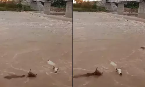 गोवंश को नदी में फेंका, 20 की मौत, पुलिस ने 4 आरोपियों के खिलाफ मामला किया दर्ज