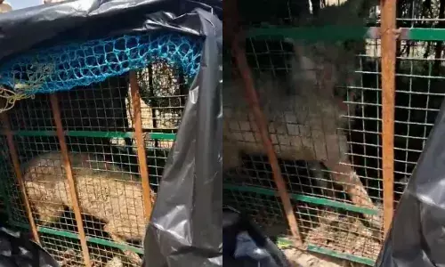 8 लोगों की जान लेने वाला भेड़िया पकड़ाया, वन विभाग को मिली बड़ी सफलता