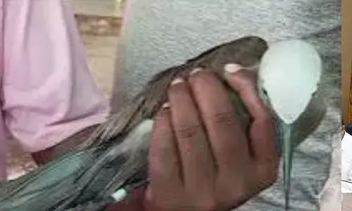 धार में नर्मदा नदी किनारे मिला जीपीएस लगा समुद्री पक्षी, ग्रामीणों ने पुलिस को सौंपा, फिर...