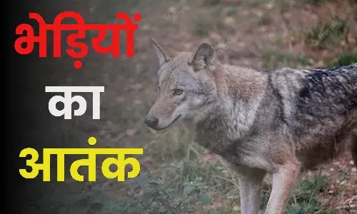 बहराइच में भेड़ियों का आतंक जारी, देर रात ग्रामीणों पर किया हमला, तीन साल की बच्ची की मौत दो घायल