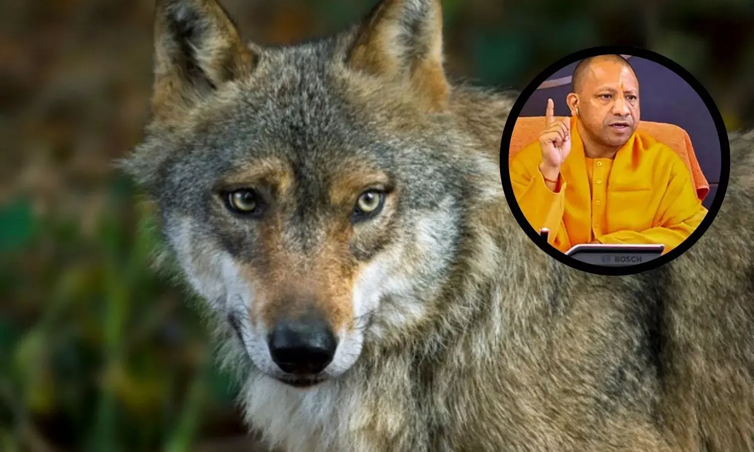 भेड़ियों के हमले के मामले पर सख्त हुई योगी सरकार, गोली मारने का दिया आदेश