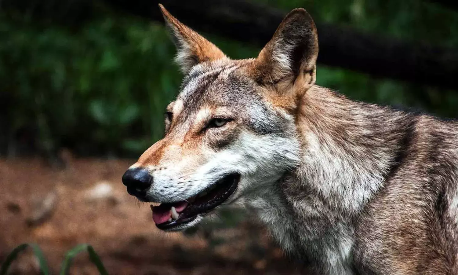 इंसानों से बदला लेने आए हैं भेड़िए, वन विभाग के पूर्व अधिकारी ने जताई संभावना