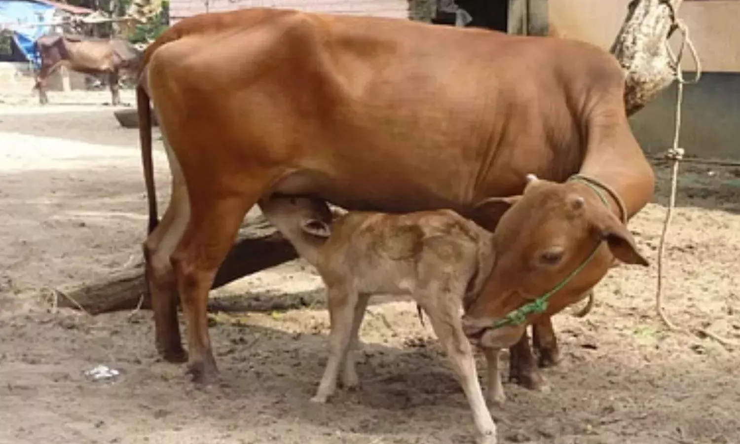 पशु क्रूरता पर जुर्माना
