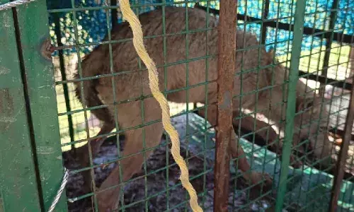 बहराइच में वन विभाग को बड़ी सफलता, पांचवा भेड़िया कैद में अब सिर्फ एक की तलाश बाकी