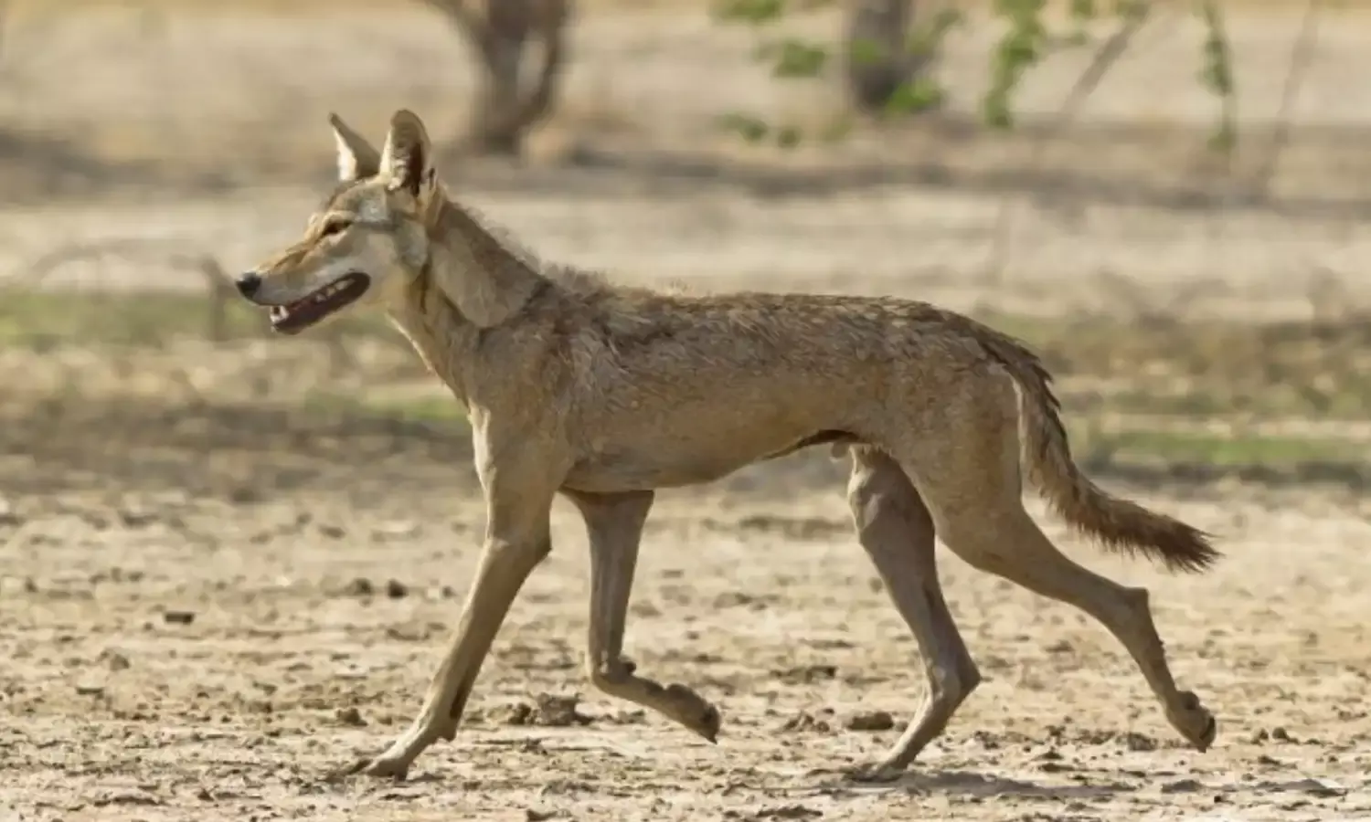 बहराइच में लंगड़ा सरदार ने किया 2 बच्चियों पर हमला, वन विभाग को आदमखोर की तलाश
