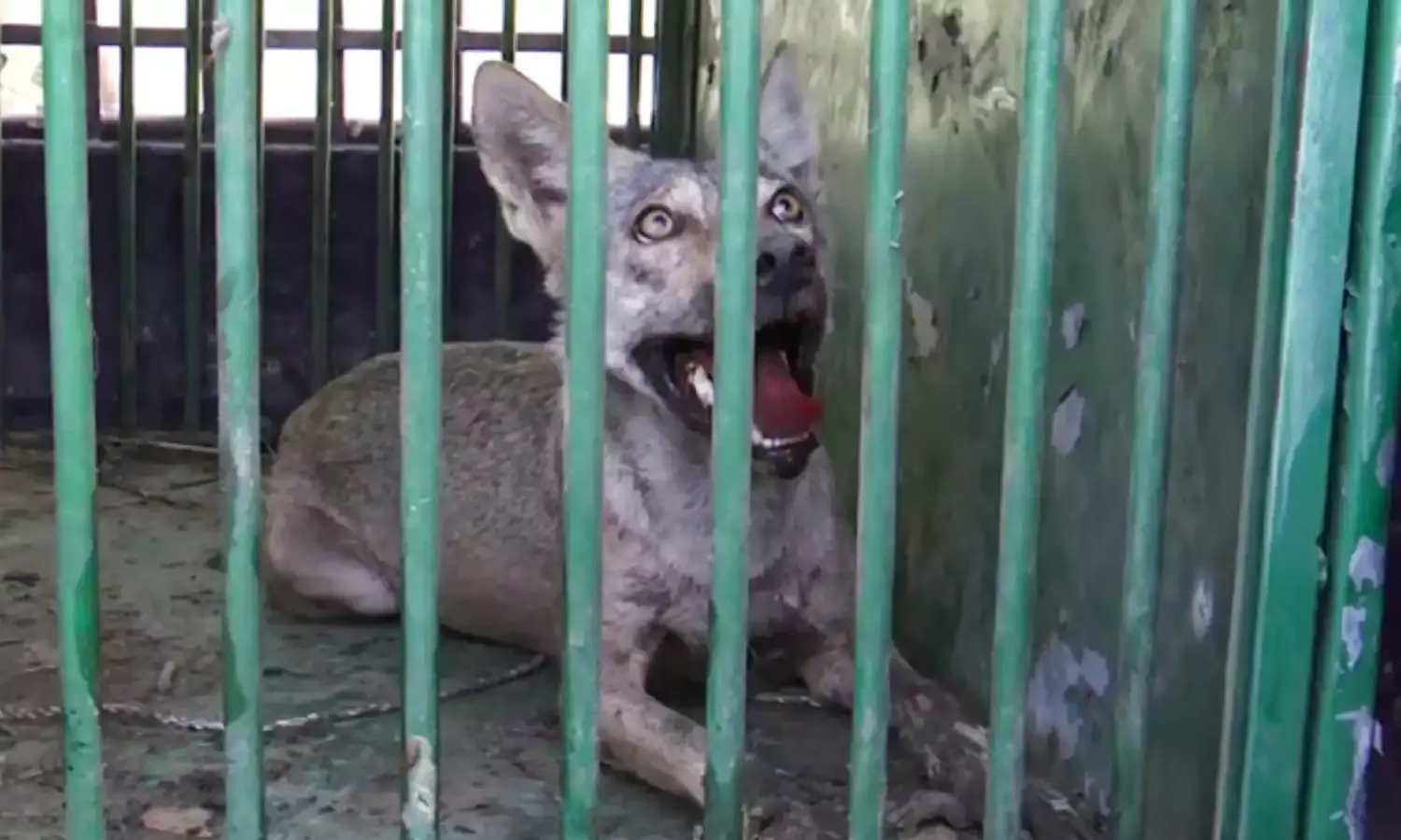 बहराइच में लंगड़े भेड़िए सरदार का आतंक जारी, 50 वर्षीय महिला पर किया हमला