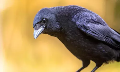घर पर कौआ का आना क्या देता है संकेत, जानें