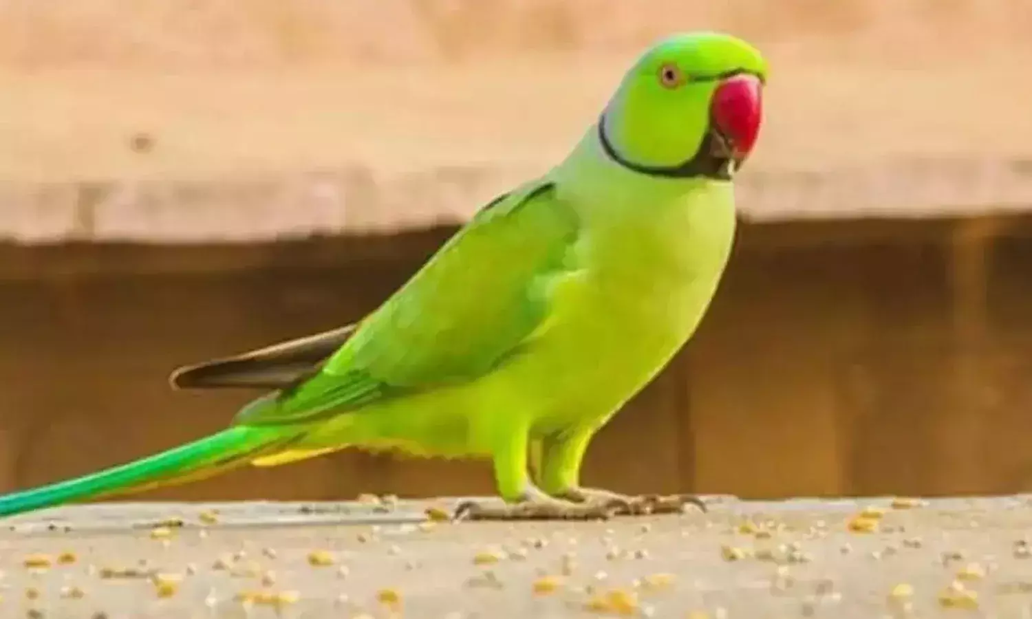 अयोध्या में गुम हुआ तोता, दीवारों पर चस्पा किए पोस्टर, ढूंढने वाले को मिलेगा ये इनाम अयोध्या में गुम हुआ तोता, दीवारों पर चस्पा किए पोस्टर, ढूंढने वाले को मिलेगा ये इनाम