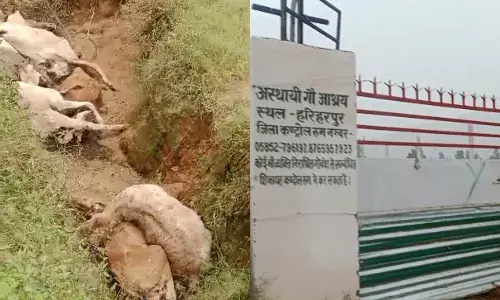 हरिहरपुर गौशाला में 20 गोवंश की एकमुश्त मौत...
