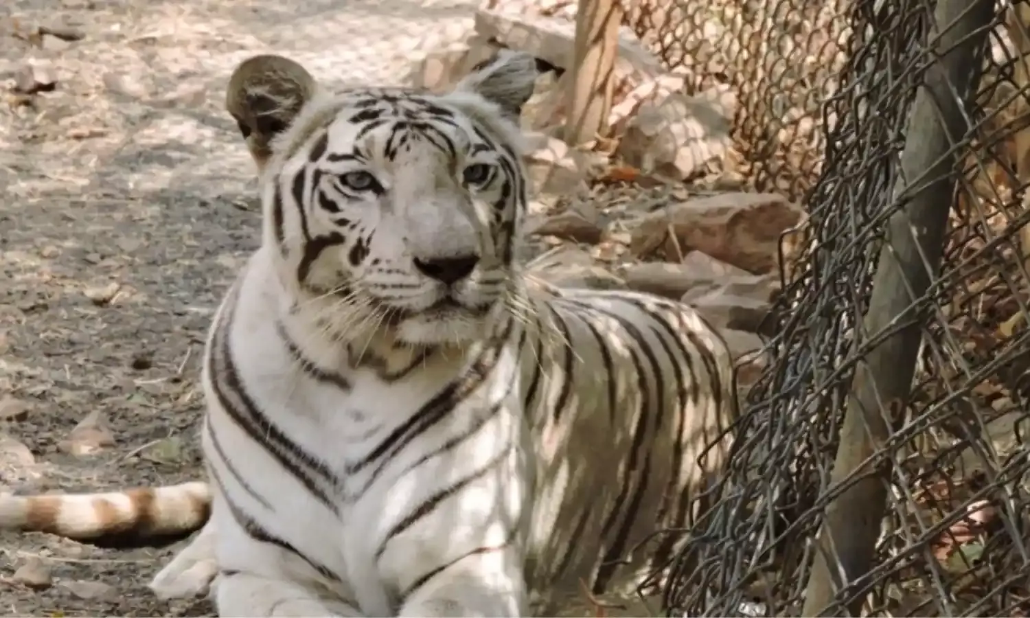 भोपाल में वन विहार की एकमात्र सफेद बाघिन की मौत