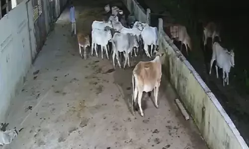 भोपाल की रुनाहा गौशाला से 47 गाय चोरी, दो नकाबपोश की मिली फुटेज, पुलिस की तलाश जारी