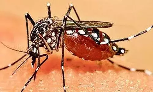 डेंगू का प्रकोप, बचाव के उपाय और घर की सफाई से रखें परिवार को सुरक्षित