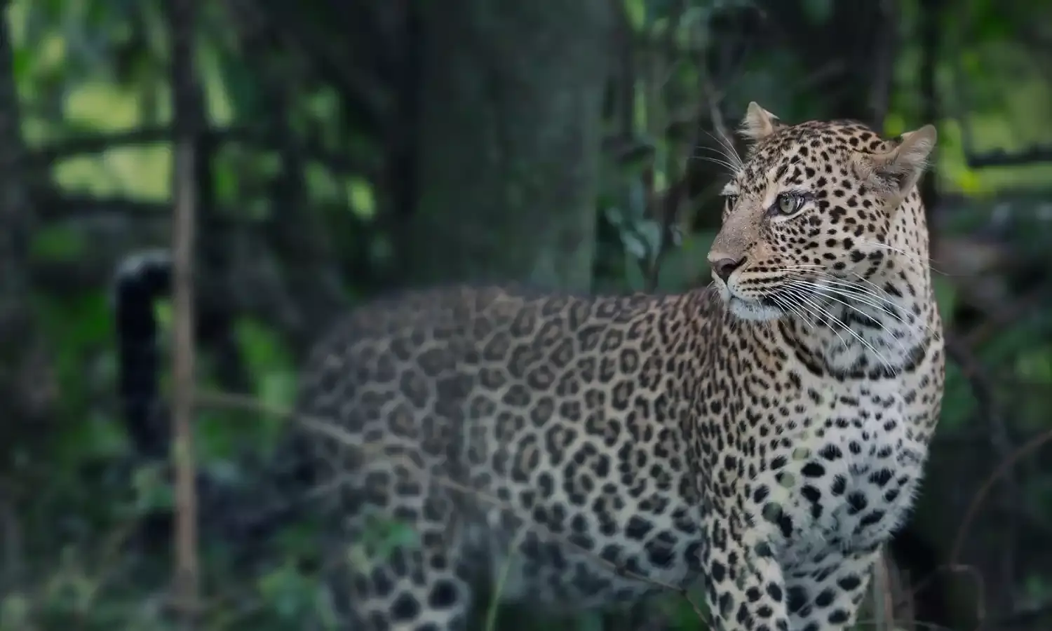 मोतीपुर थाने में पहुंच गया तेंदुआ सीसीटीवी में हुआ कैद…