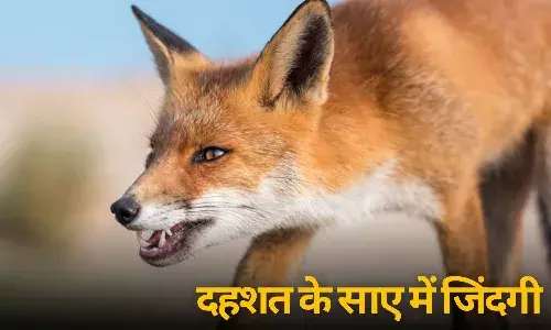Fox Terror In Chhattisgarh