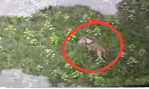 सिकंदरपुर के पास ड्रोन कैमरे में कैद हुआ बहराइच का मोस्ट वांटेड खूंखार लंगड़ा भेड़िया