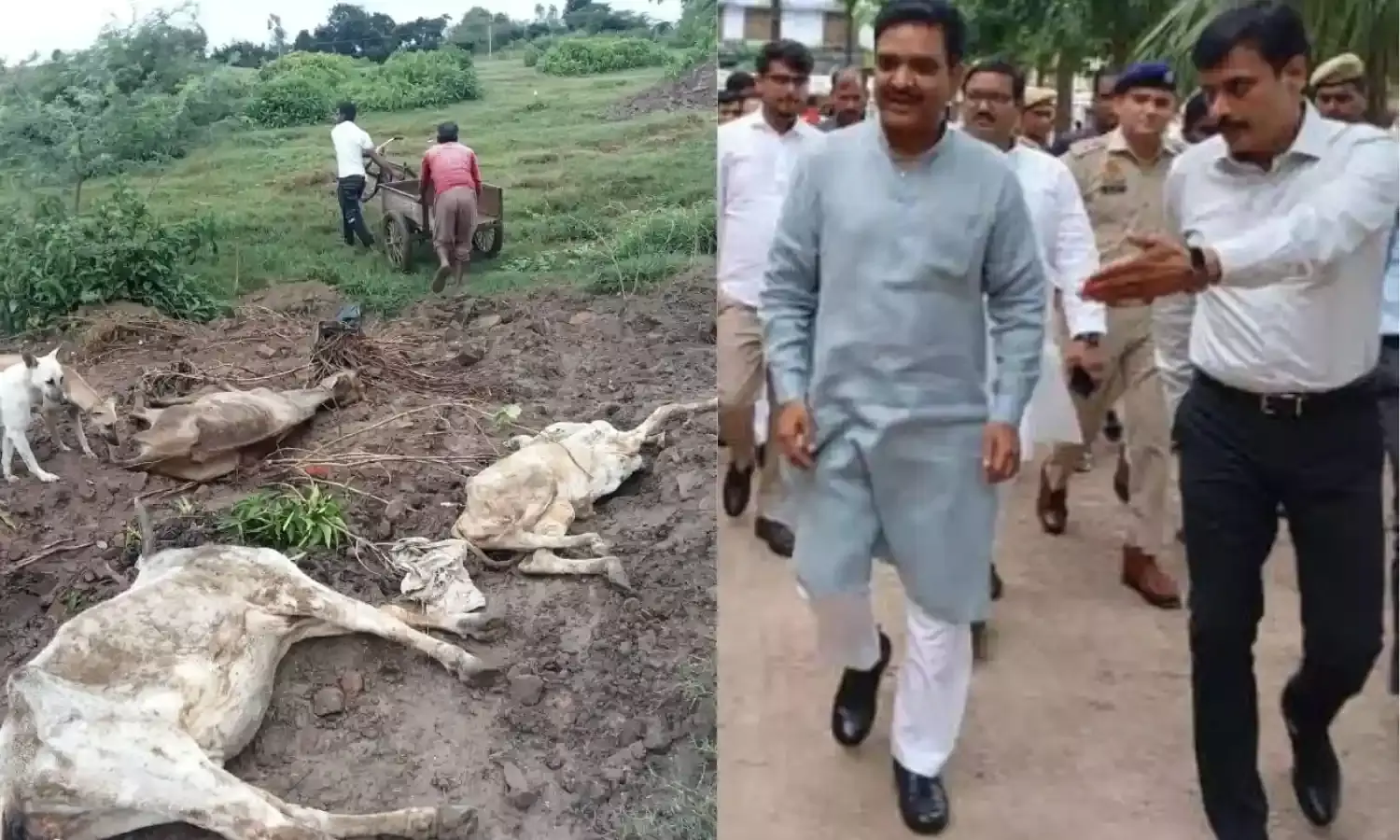 टड़ियावां में गौशालाओं की दशा-दुर्दशा, भैंसरी में कई गोवंश चढ़े दुर्व्यवस्था की भेंट, अकाल मौत