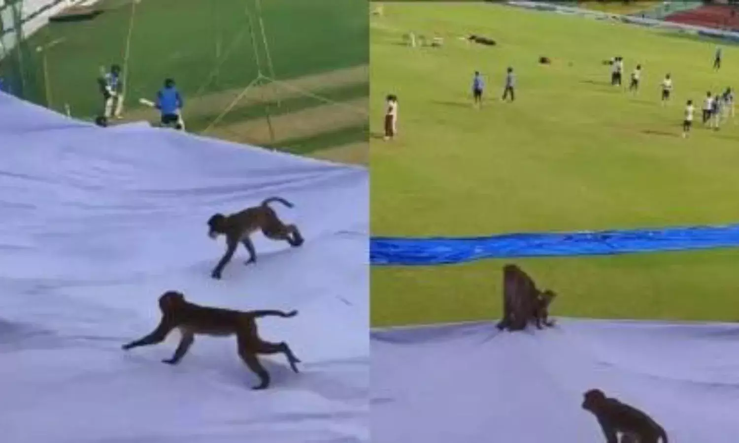 कानपुर टेस्ट मैच के बंदरों ने मचाया उत्पात, UPCA ने निपटने के लिए लगाई लंगूरों की ड्यूटी