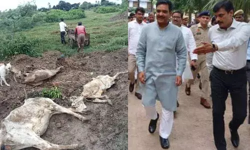 टड़ियावां में गौशालाओं की दशा-दुर्दशा, भैंसरी में कई गोवंश चढ़े दुर्व्यवस्था की भेंट, अकाल मौत टड़ियावां में गौशालाओं की दशा-दुर्दशा, भैंसरी में कई गोवंश चढ़े दुर्व्यवस्था की भेंट, अकाल मौत