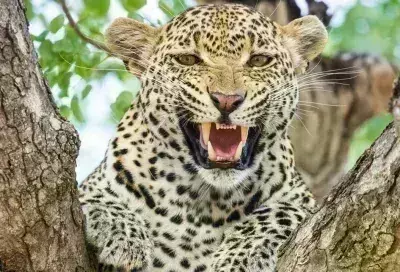 उयदयपुर में पैंथर का आतंक, अब तक सात लोगों को बनाया शिकार