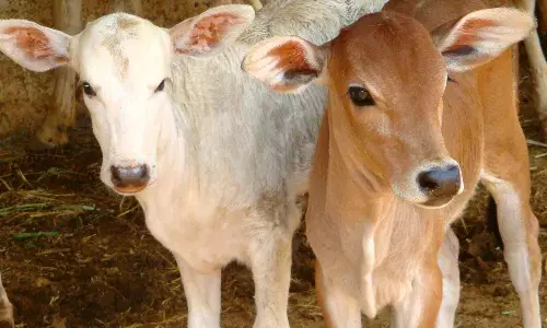 महाराष्ट्र में गाय को मिला राज्यमाता का दर्जा, सीएम एकनाथ शिंदे का बड़ा ऐलान