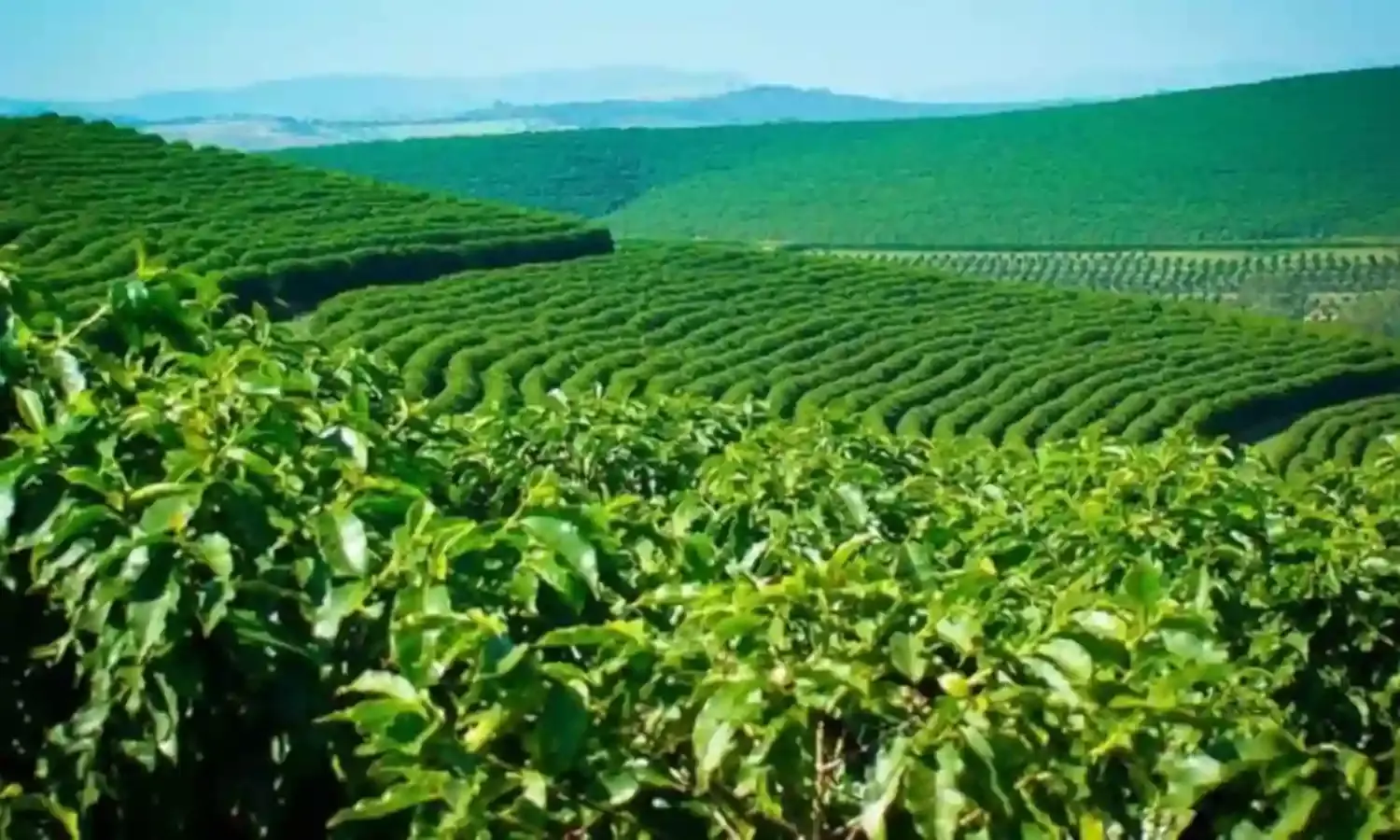 भारत की इन जगहों पर मिलती है सबसे अच्‍छी कॉफी, लाइफ में जरूर लें यहां का मजा...