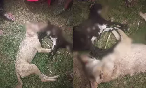 Bahraich : छठे भेड़िये को ग्रामीणों ने पीटपीटकर मौत के घाट उतारा, लंगड़ा अब भी फरार