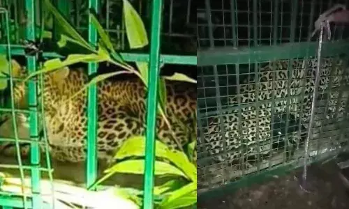 बहराइच में उत्पाती दूसरा तेंदुआ पिंजरे में कैद, अब तक आधा दर्जन ग्रामीणों व कई मवेशियों का कर चुका था शिकार